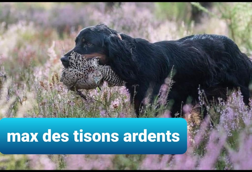 CH. TR. Max Des Tisons Ardents