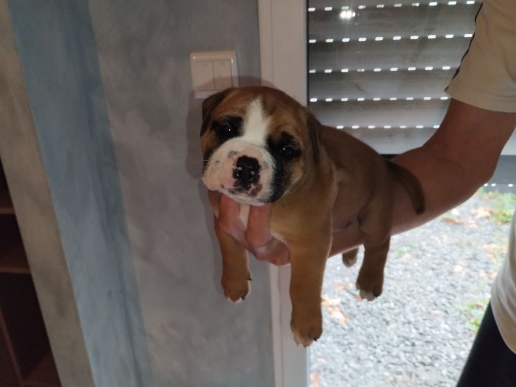 Des Tisons Ardents - Chiots disponibles - Bulldog continental